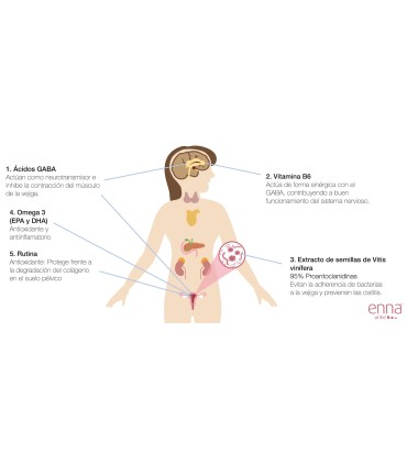 ENNA URINE 60 CAPSULAS